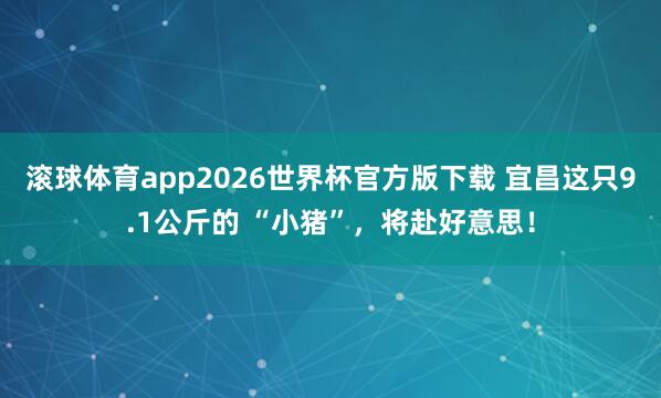 滚球体育app2026世界杯官方版下载 宜昌这只9.1公斤的 “小猪”，将赴好意思！