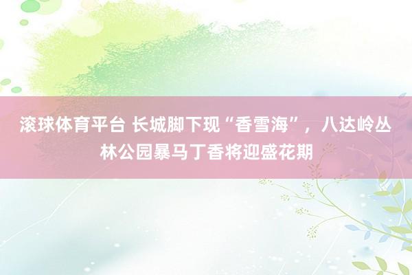 滚球体育平台 长城脚下现“香雪海”，八达岭丛林公园暴马丁香将迎盛花期