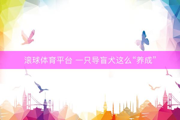 滚球体育平台 一只导盲犬这么“养成”